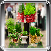 Plant Display